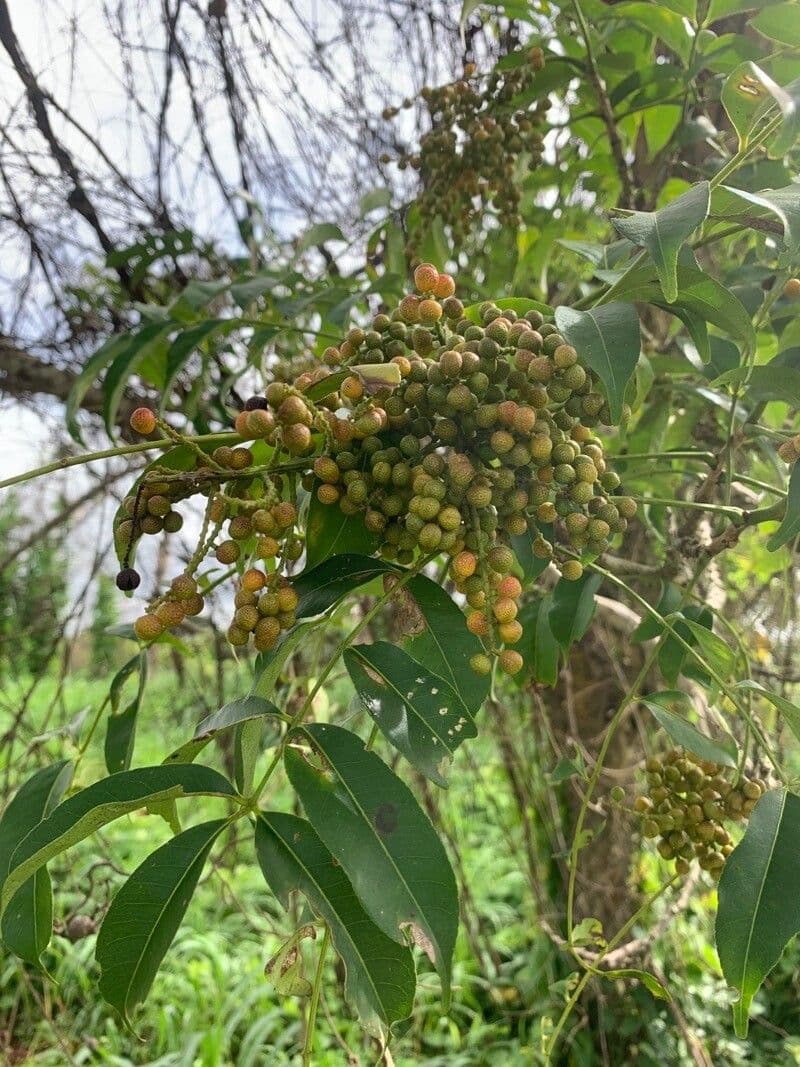 Seifenbaum 2