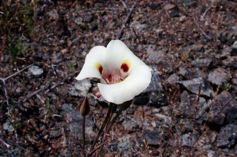 Calochortus superbo 5