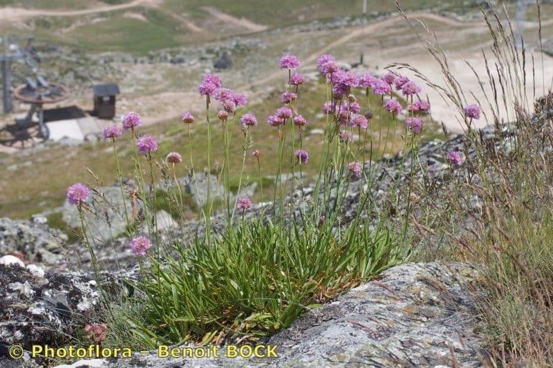 Armeria 6