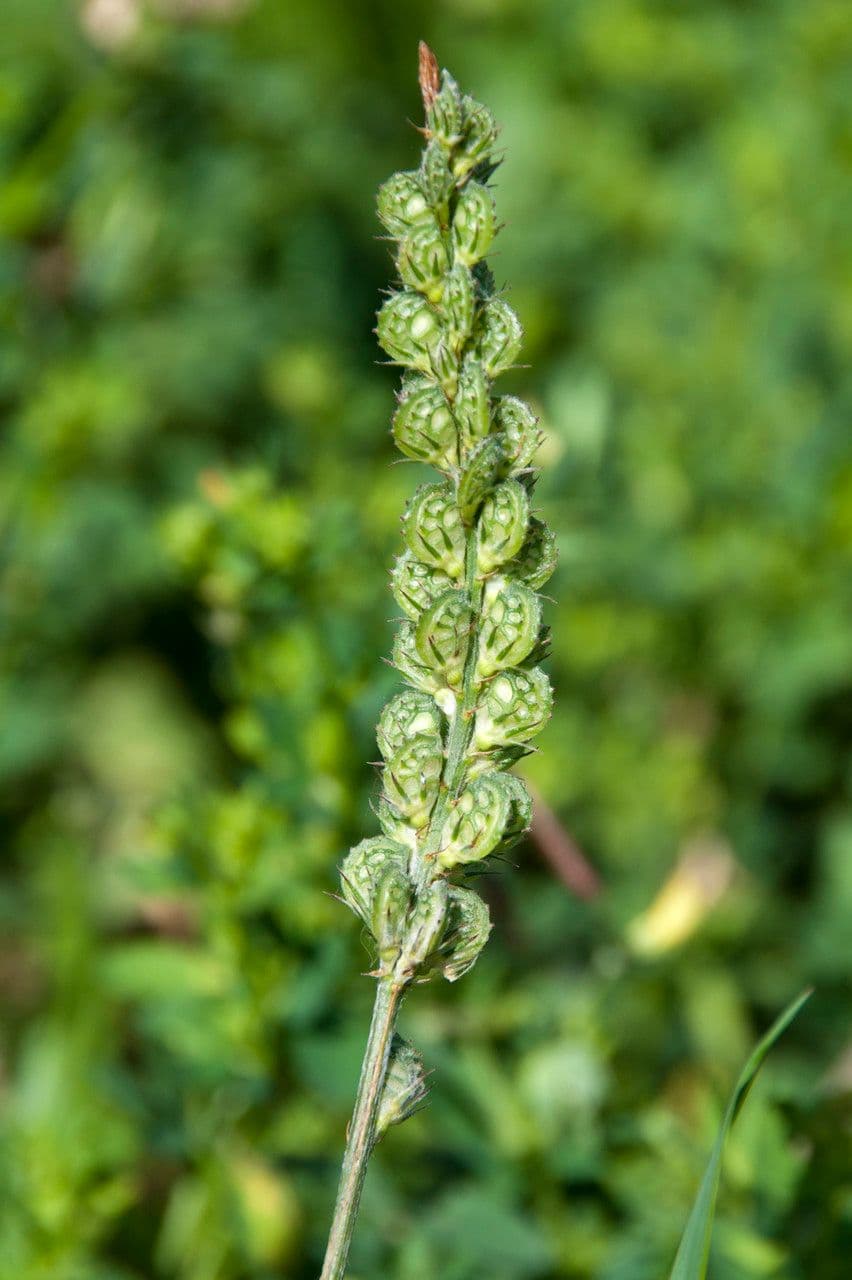 Vičenec ligrus 3