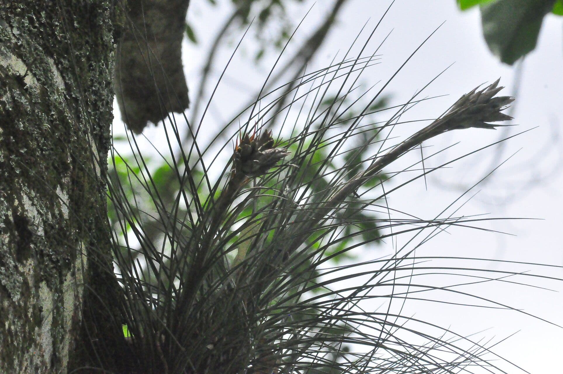Tillandsia juncea 6