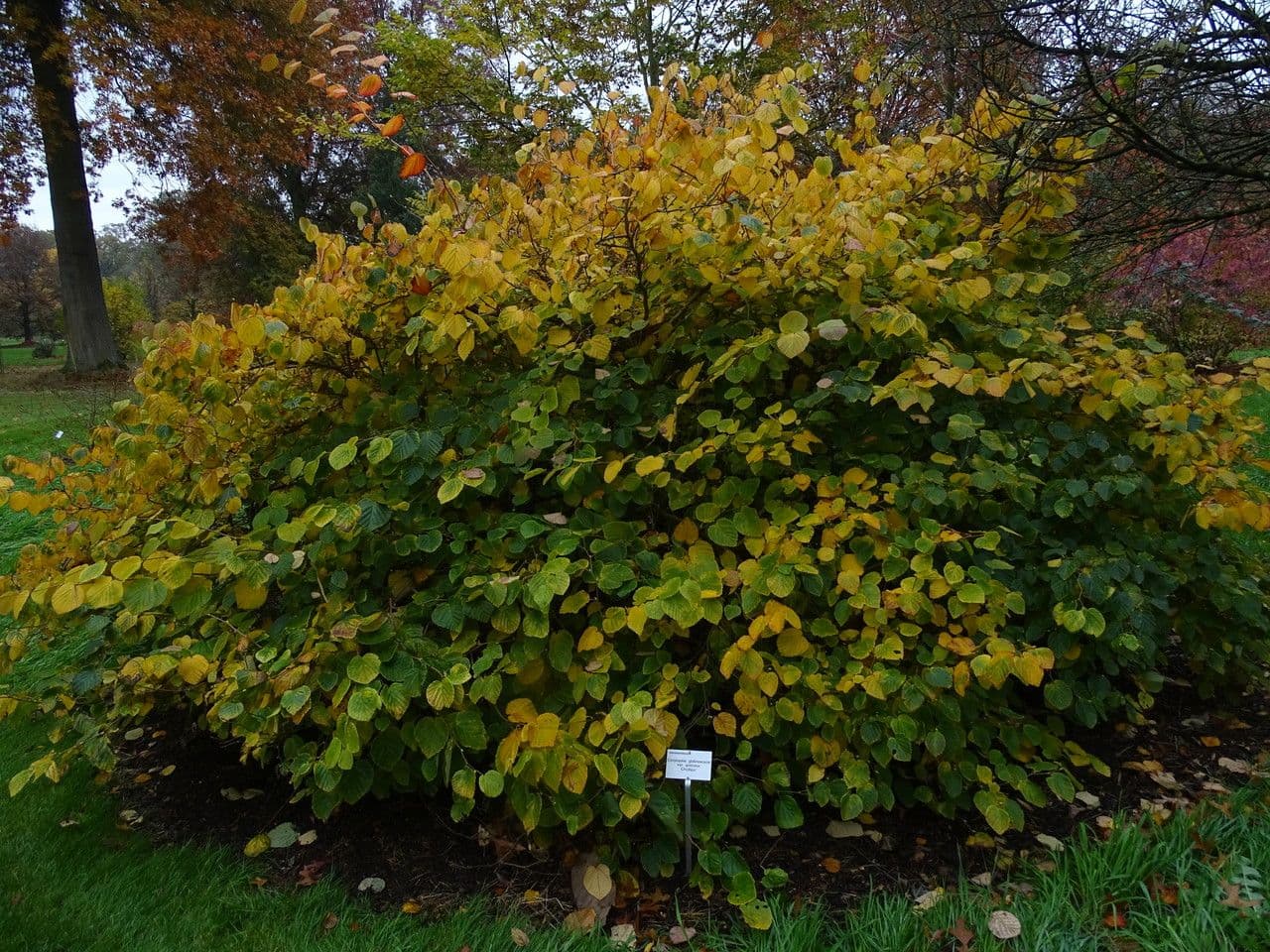 Winterhasel 7