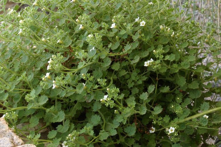 Phacelia 6