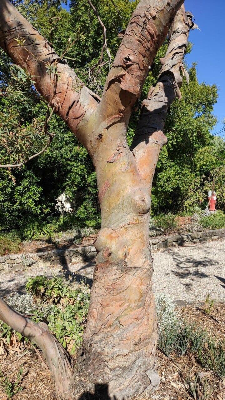 Kybean-Eukalyptus 9