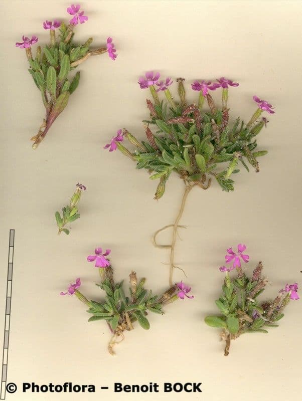 Silene littorea 22