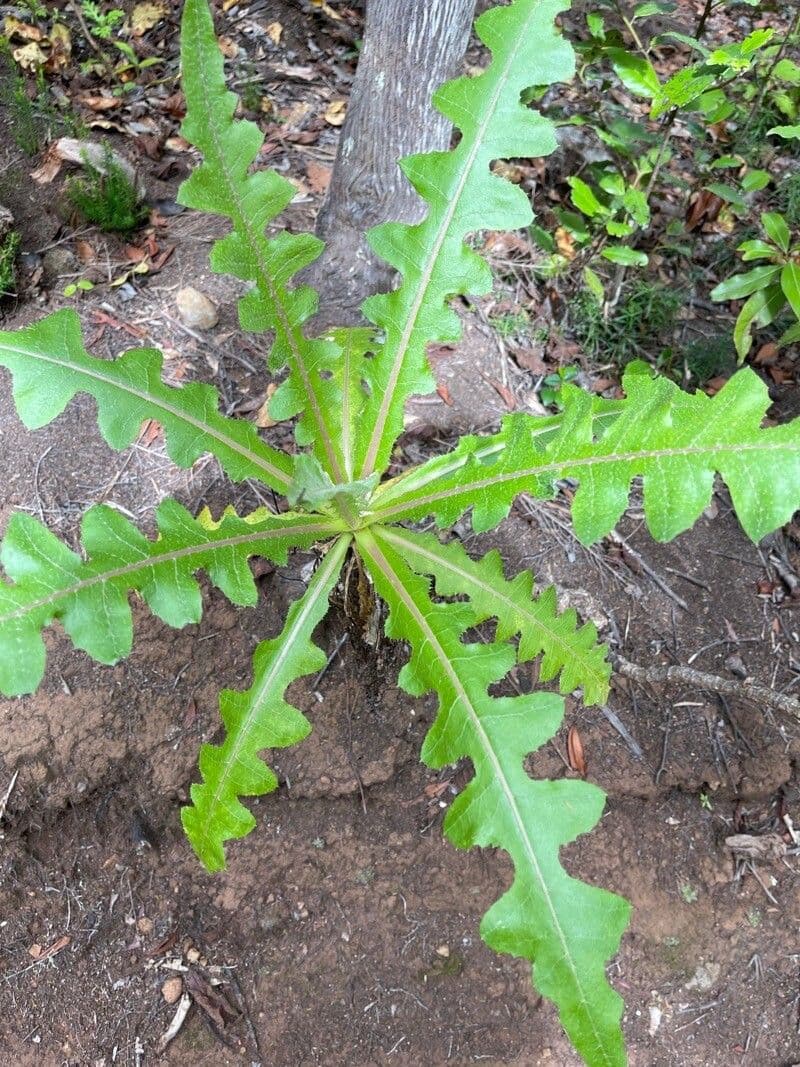 Sonchus 10