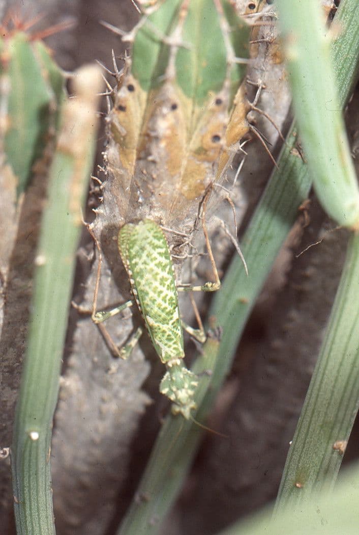 Kleinia anteuphorbium 15
