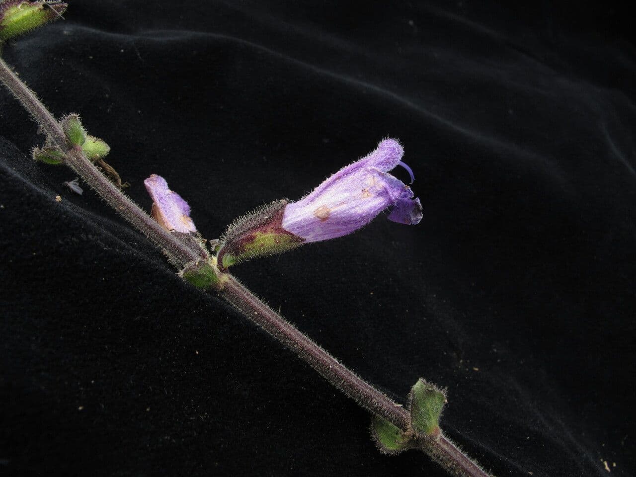 Salvia 2