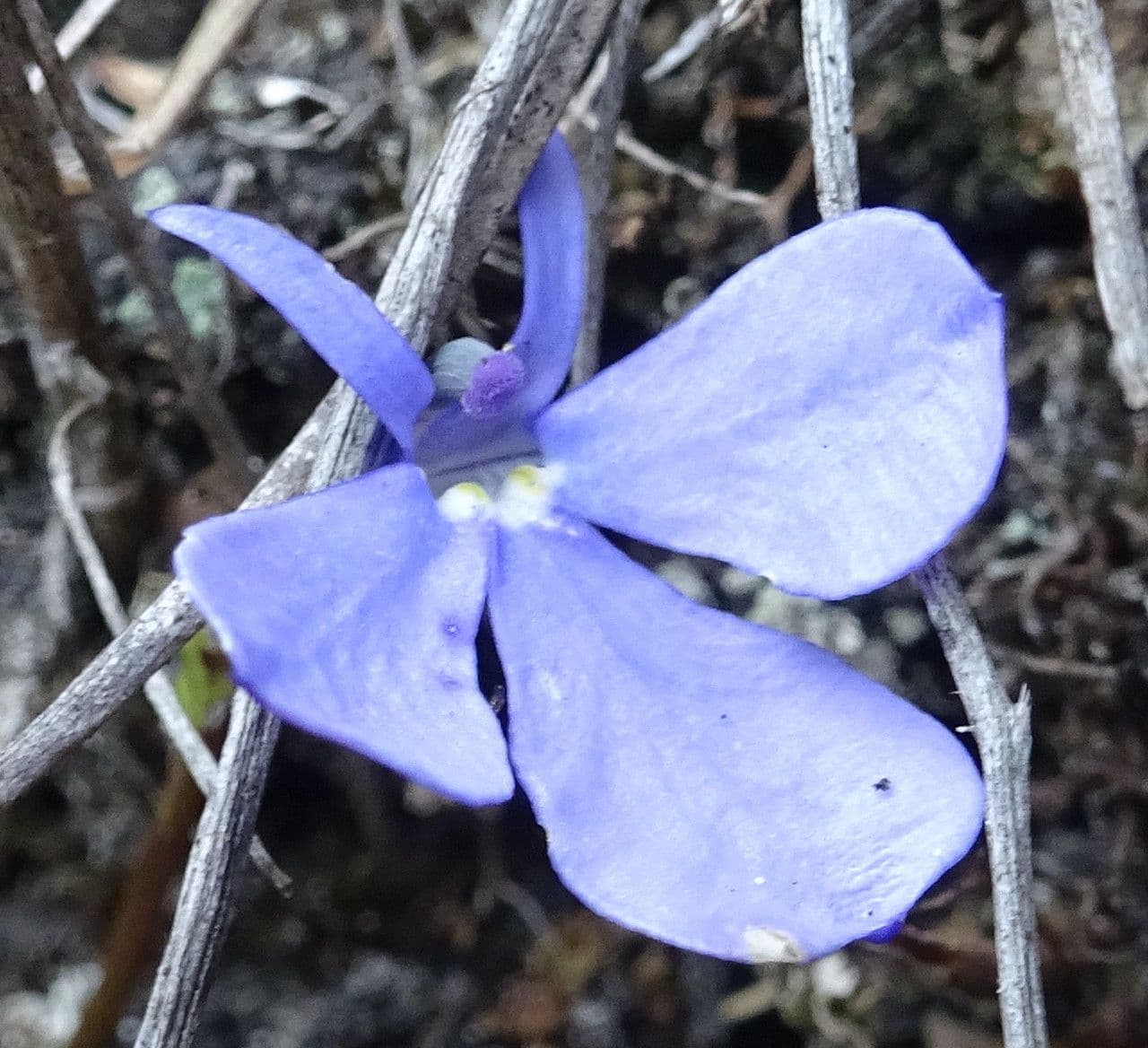Lobelia tenera