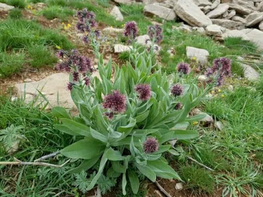 Solenanthus