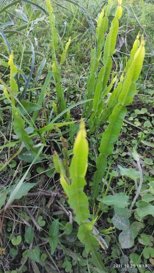 Baccharis trimera 12