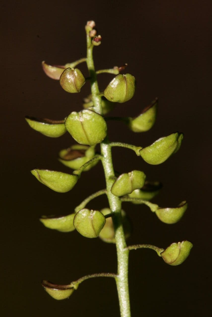 Teesdalia coronopifolia 3