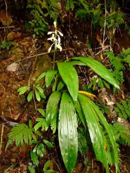 Orchidea 7