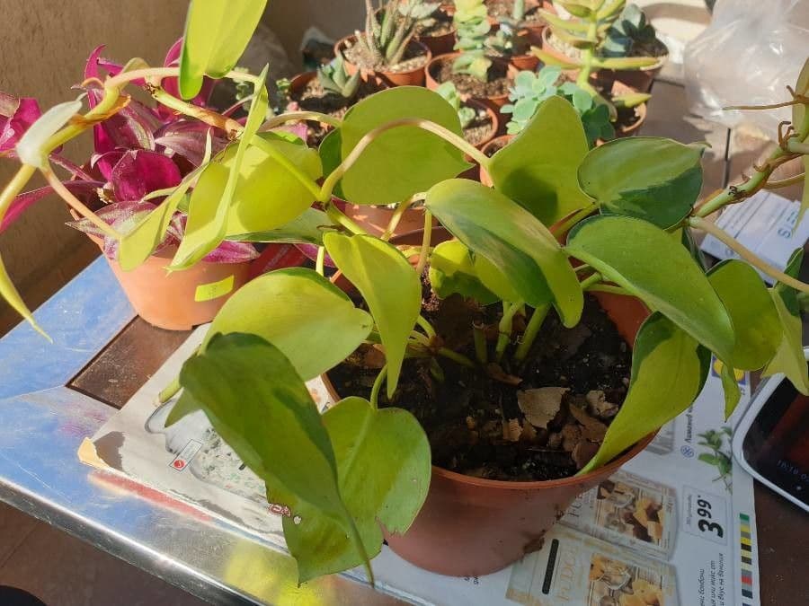 Philodendron cordiforme 3