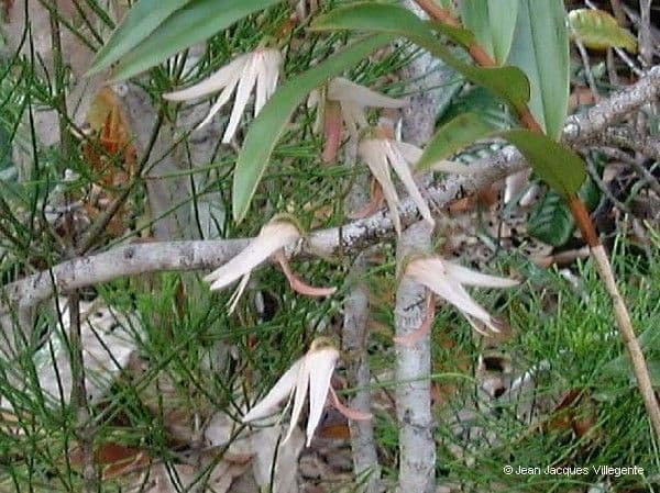 Dendrobium 10