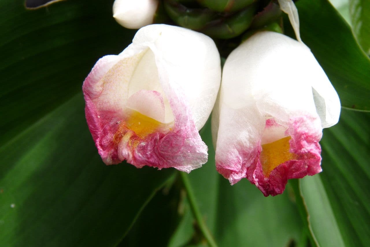 Costus africano 4