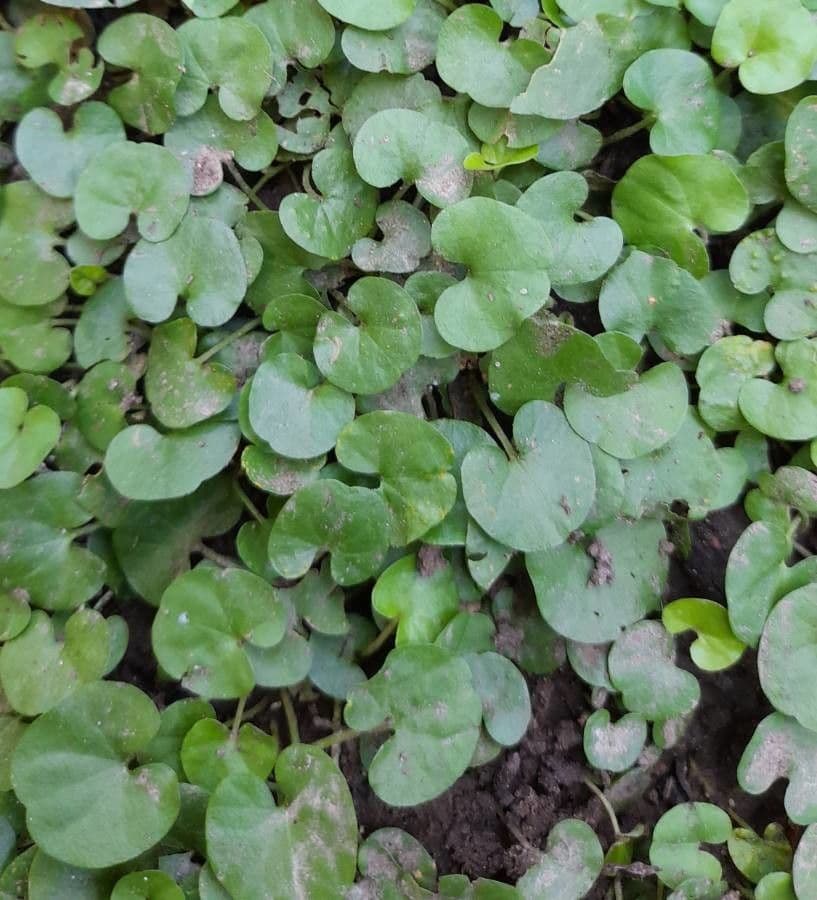 Dichondra 2