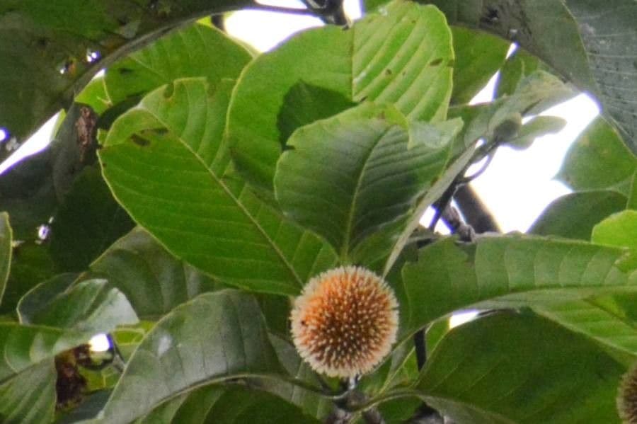 Kadamba 19