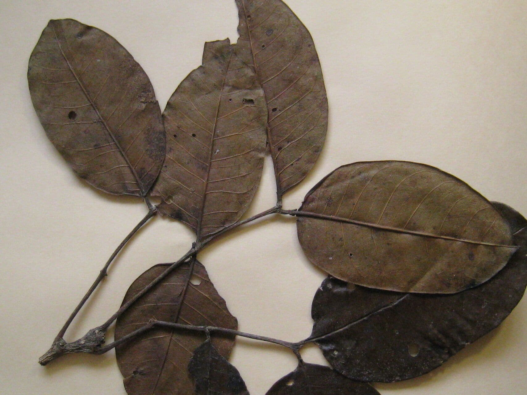 Zanthoxylum 16