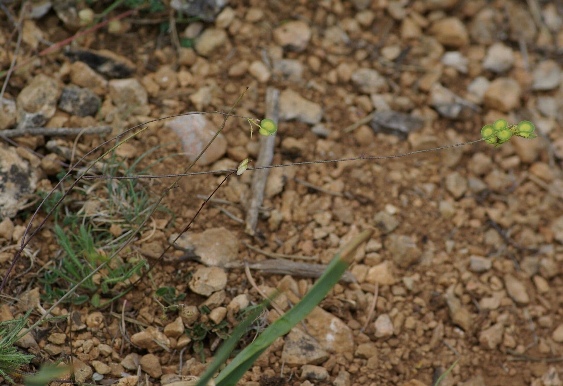 Biscutella 2