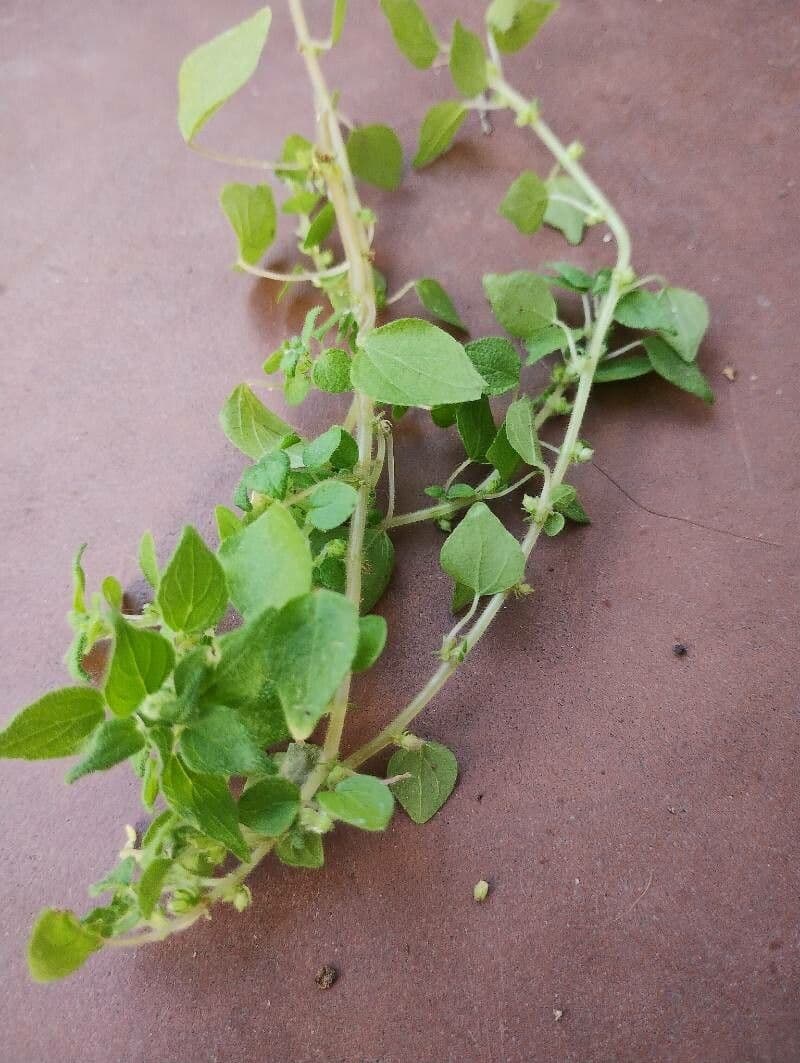 Pellitorie Floridská 6
