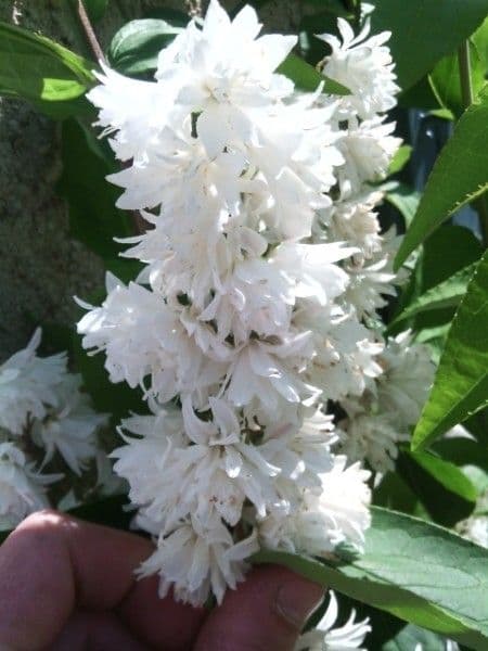 Deutzia gracilis 9