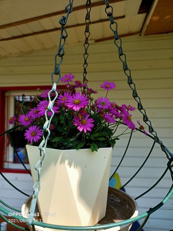 Senecio elegante 7