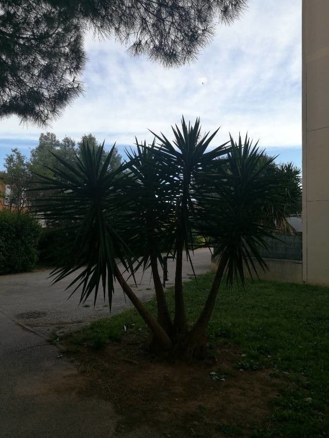Yuca gigante 7