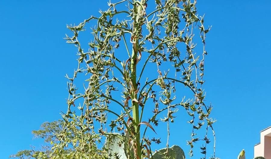 Furcraea