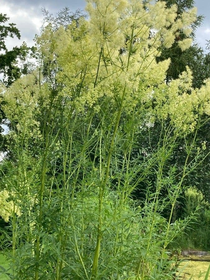 Thalictrum lucidum 9