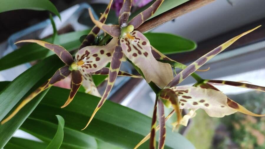 Brassia 4