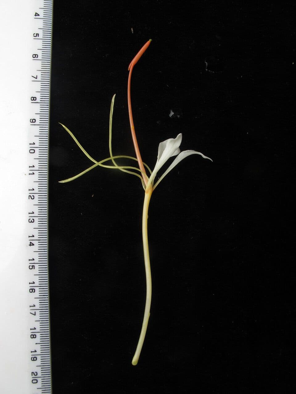 Hedychium 14