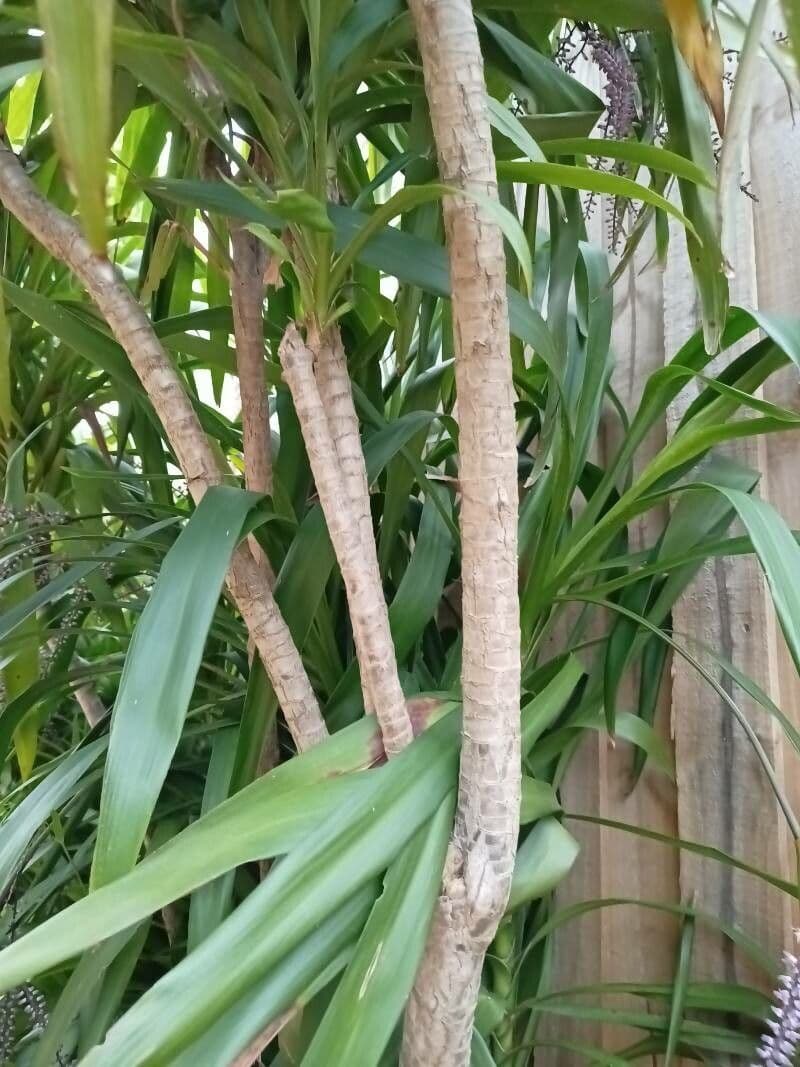 Cordyline stricta 21