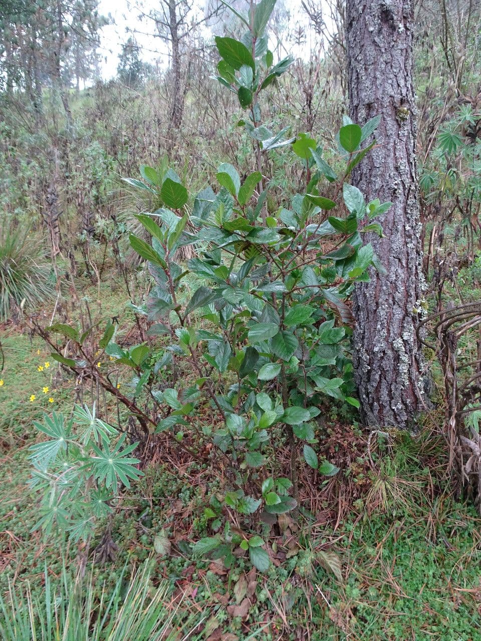 Ontano Acuminato 6