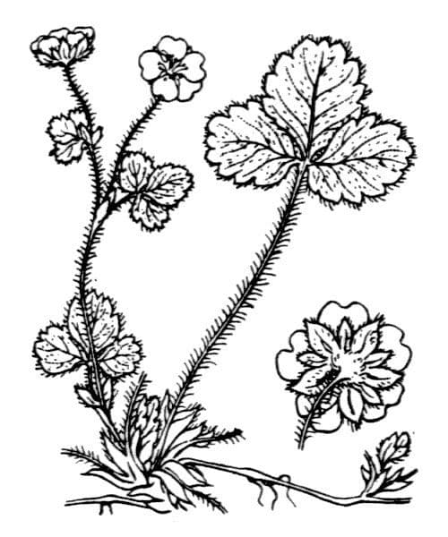 Strawberryleaf cinquefoil 27