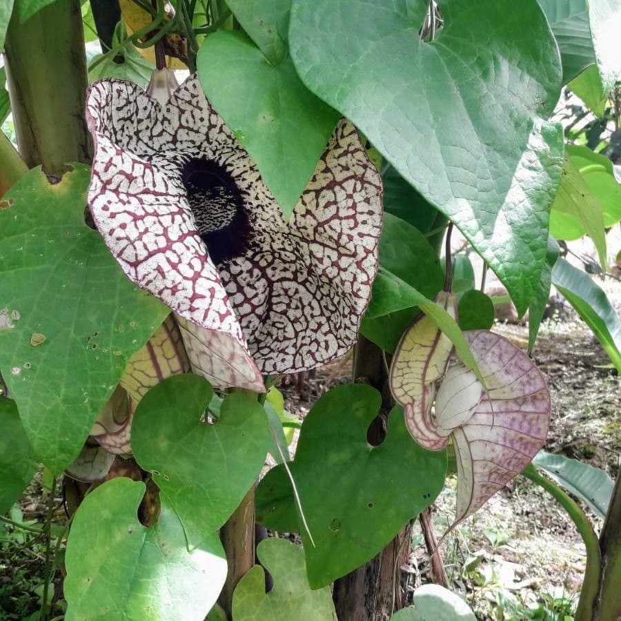 Fiore d'anatra 6