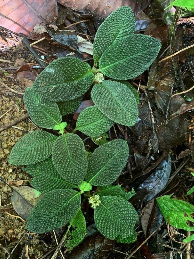 Hoffmannia 2