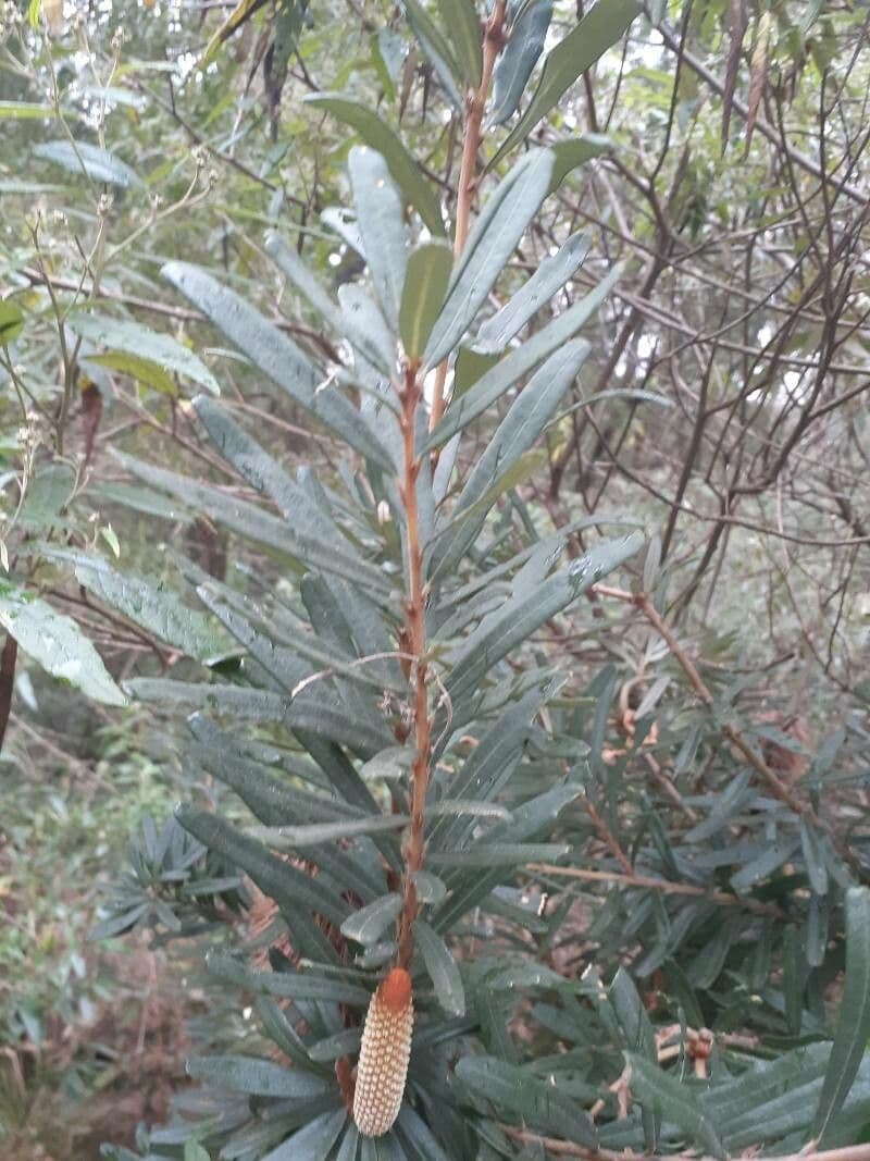 Banksia 10