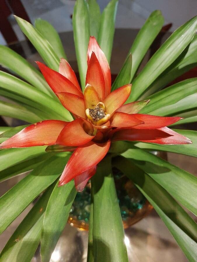 Guzmania lingulata 7
