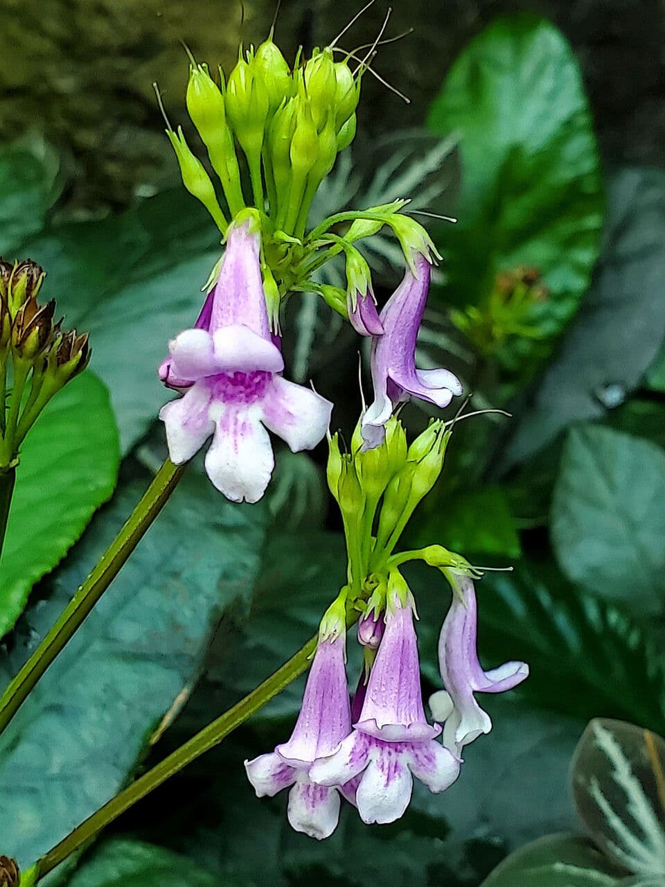 Strobilanthes