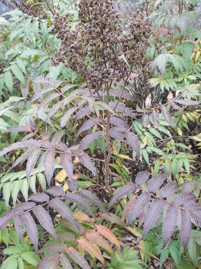 Sorbaria 16