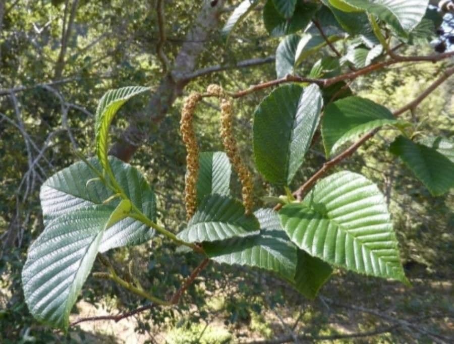 Ontano Acuminato 3