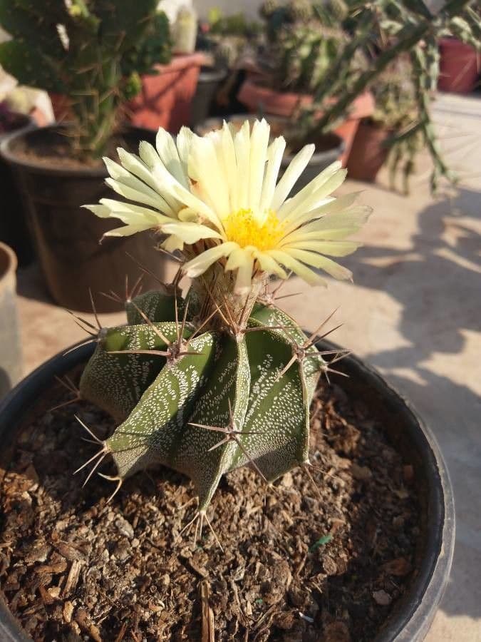Cactus 5