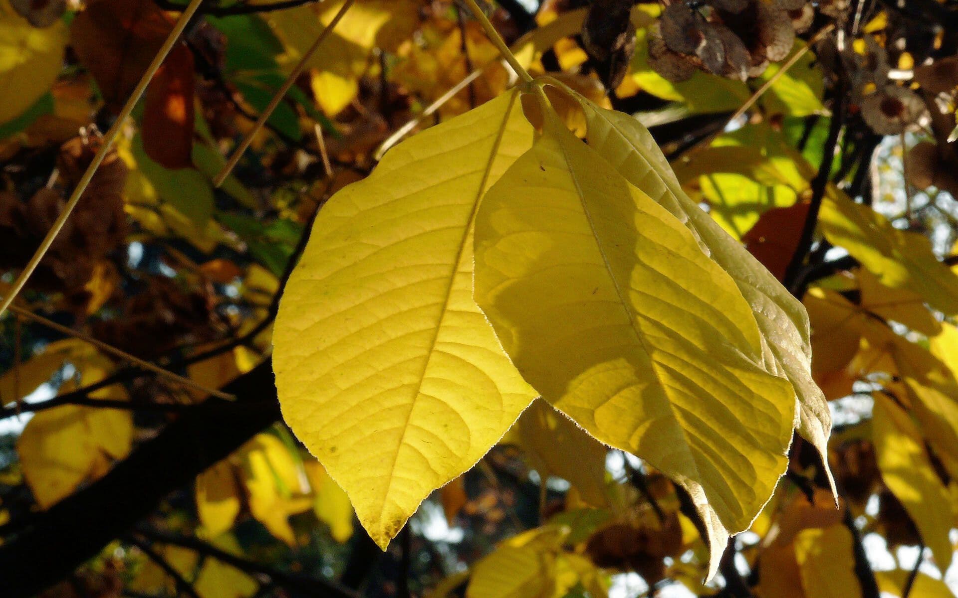 Magnolia acuminata 19