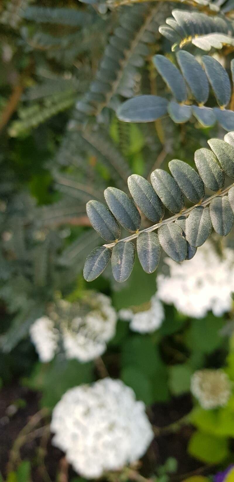 Sophora 5