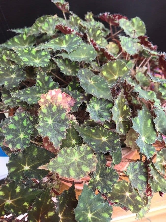 Begonia 7