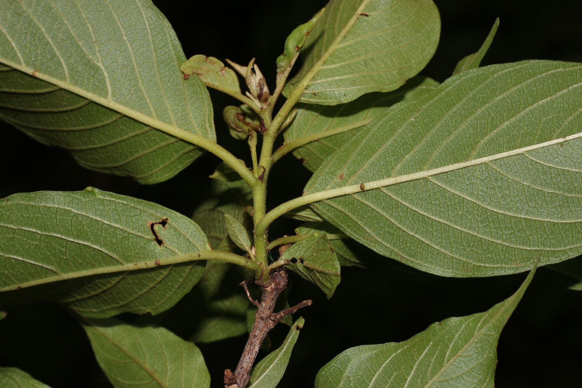 Colubrina elliptica 5