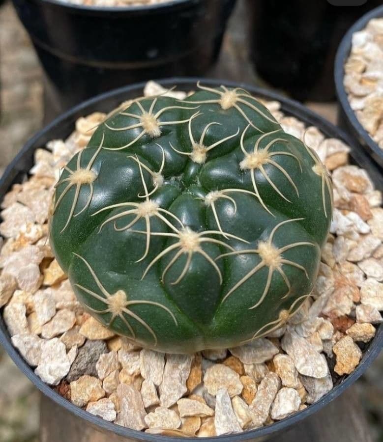 Gymnocalycium verde-rosso 8