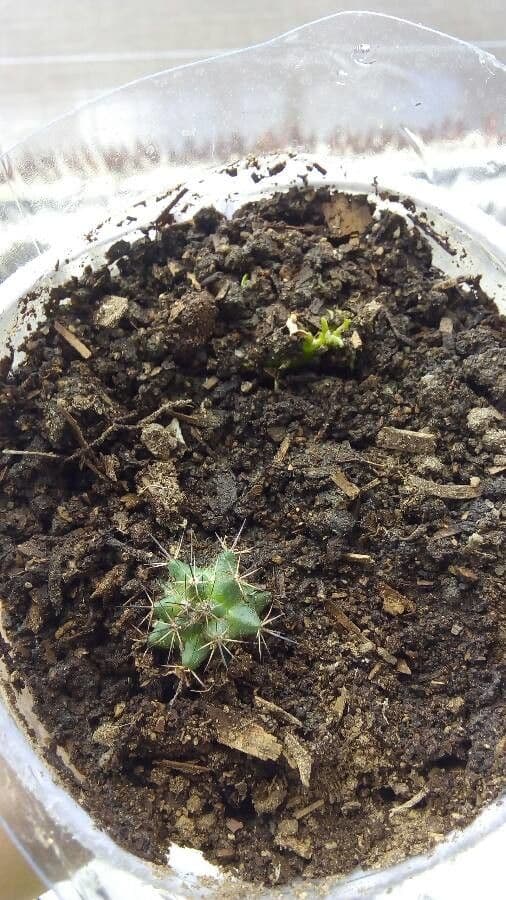 Cactus a cinque lobi 18