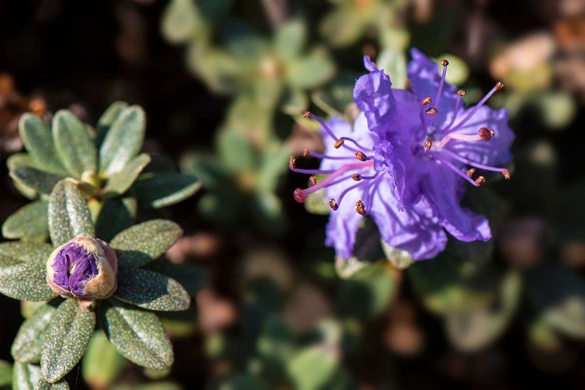 Rododendro 2